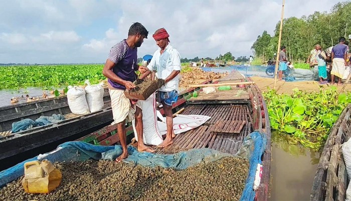 চলনবিলে অবাধে চলছে শামুক কেনা-বেচা, ​হুমকির মুখে জীববৈচিত্র্য