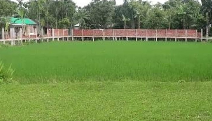 বিদ্যালয়ের মাঠে ধান চাষ, তদন্তে প্রশাসন