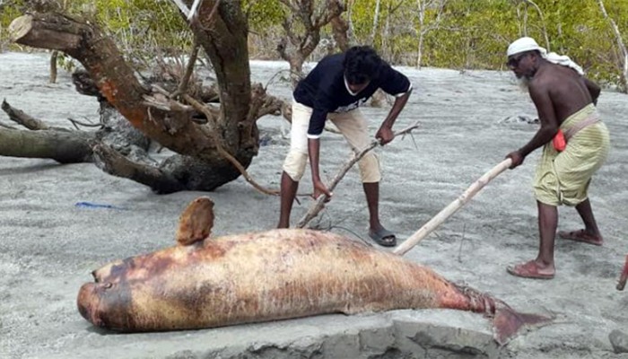 ​সপ্তাহ ব্যবধানে ফের ভেসে এলো মৃত ডলফিন