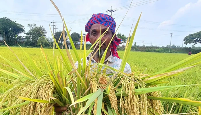 ​হাইব্রিডে আগ্রহ কৃষকের, বিলুপ্তির পথে ২৭ প্রজাতির ধান