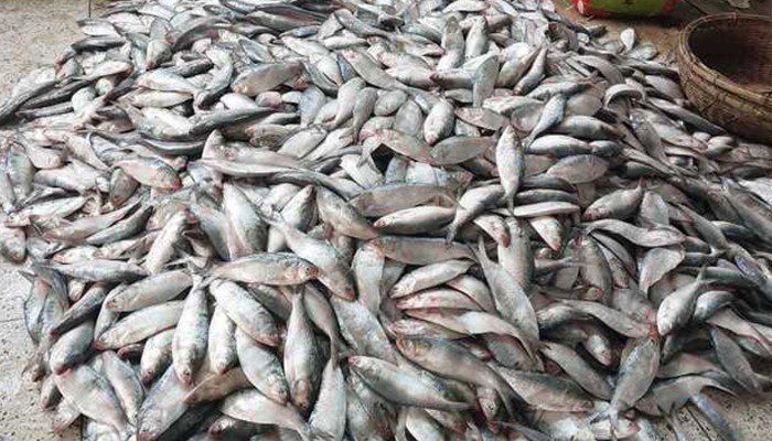 ​সাগরে ধরা পড়ছে ঝাঁকে ঝাঁকে ইলিশ