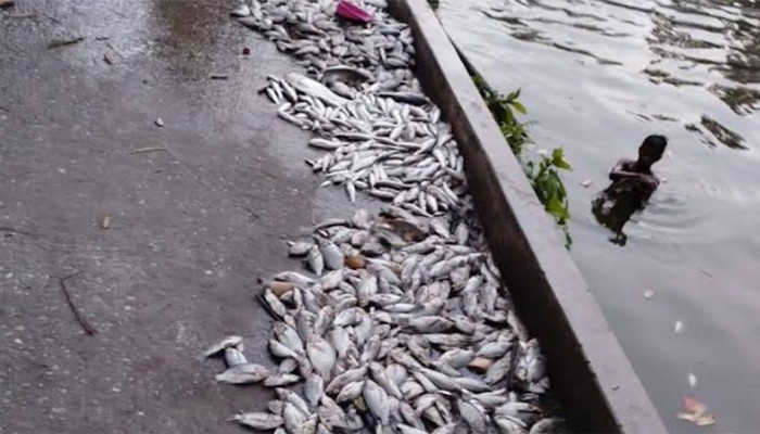 ​যুবদল নেতার পুকুরে বিষ প্রয়োগে লক্ষ টাকার মাছ নিধন