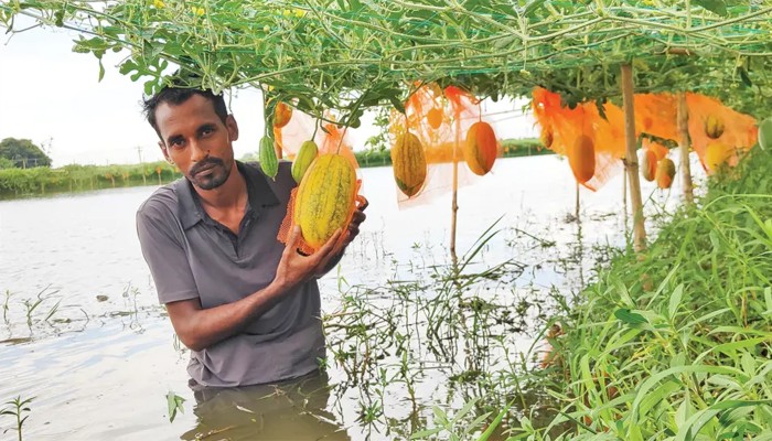 ​মাচায় ঝুলছে হলুদ-কালো তরমুজ