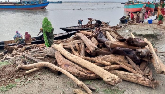 ​উজানের ঢলে ভেসে আসছে হাজার হাজার গাছের গুঁড়ি