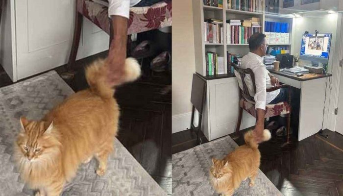 ​আলোচিত সেই বিড়ালটি কার, জানালেন তারেক রহমান