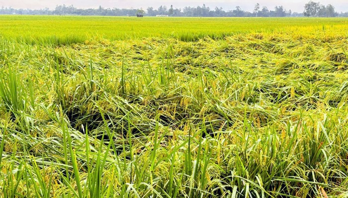 ​রংপুরে ১০ বছরে আমনের আবাদ বেড়ে ৬ লাখ টন