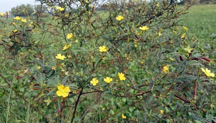 ​হলুদ রঙে প্রকৃতিকে রাঙিয়ে তুলেছে বন লবঙ্গ