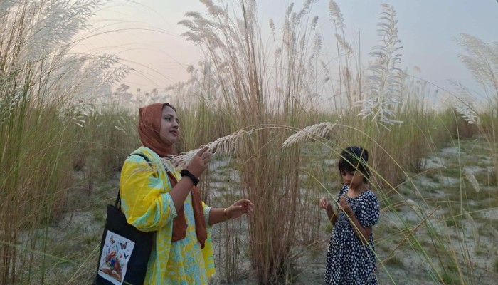 ​সাদা কাশফুলে মুগ্ধতা ছড়াচ্ছে যমুনা পাড়