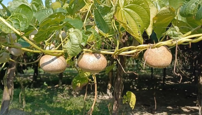 কিশোরগঞ্জে বাণিজ্যিকভাবে বেড়েছে গাছ আলুর আবাদ