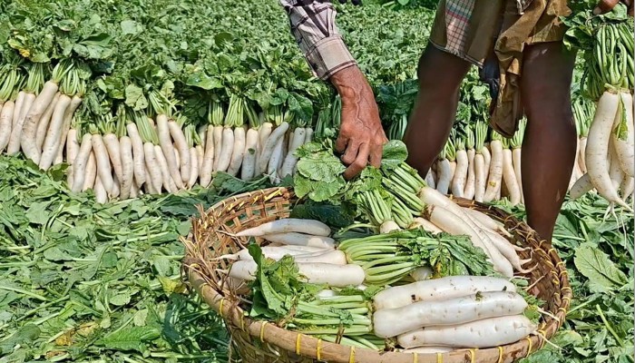 আগাম চাষে বিপর্যয়, দুশ্চিন্তায় কুমিল্লার কৃষক