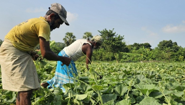 ​গোমতীর চরে লাউ শাকে বাজিমাত