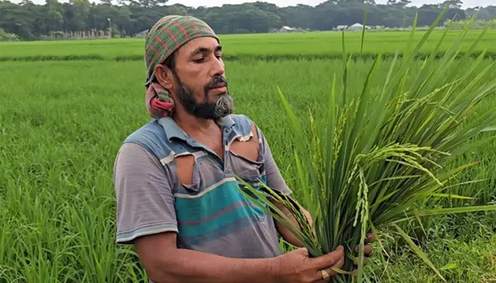 ​চারা গাছেই শীষ, দিশাহারা শতাধিক চাষি