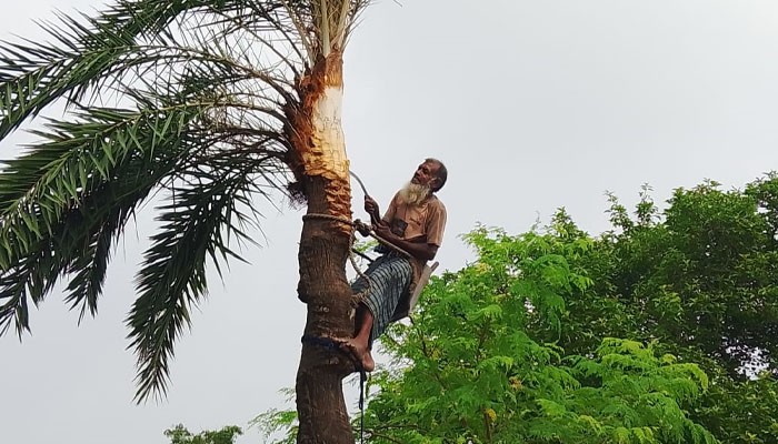 ​চুয়াডাঙ্গায় আগাম খেজুর গাছ পরিচর্যায় ব্যস্ত গাছিরা