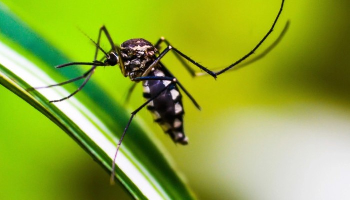 ​ডেঙ্গু রোগীর সংখ্যা ৬০ হাজার ছাড়ালো