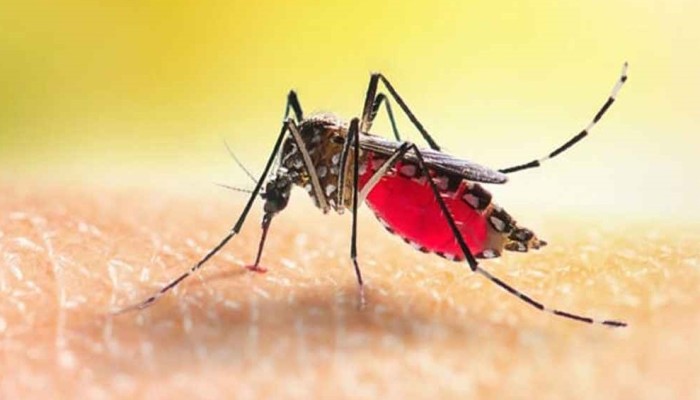 ডেঙ্গুতে অন্তঃসত্ত্বা চিকিৎসকের মৃত্যু