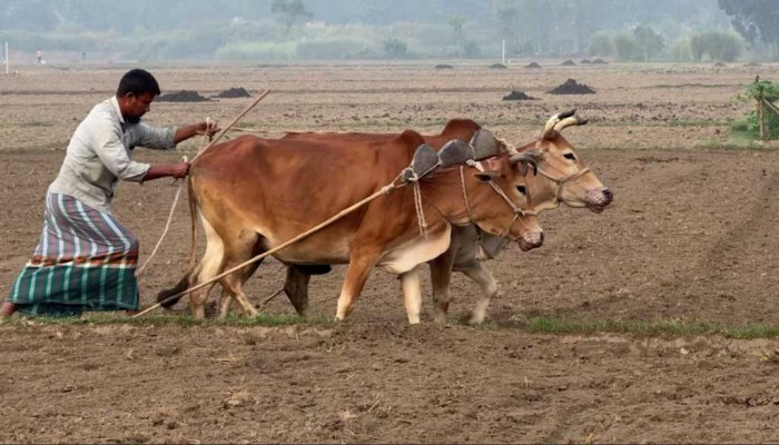 ​আগাম আলু চাষে ব্যস্ত কৃষক