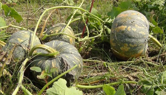 মিষ্টি কুমড়ায় মিষ্টি হাসি!