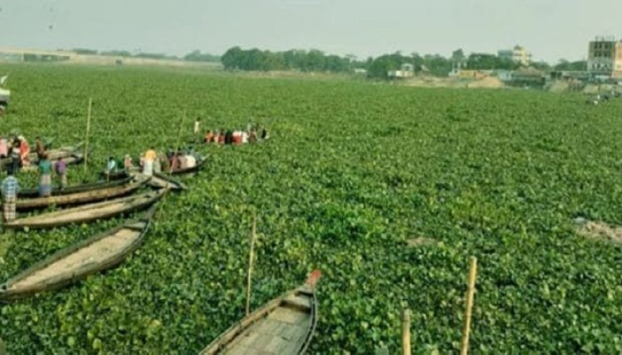 ​কচুরিপানার দখলে নদী, নৌযান চলাচল বন্ধ