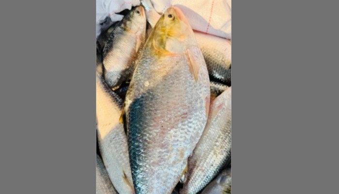 ​৯ হাজারে বিক্রি এক ইলিশ