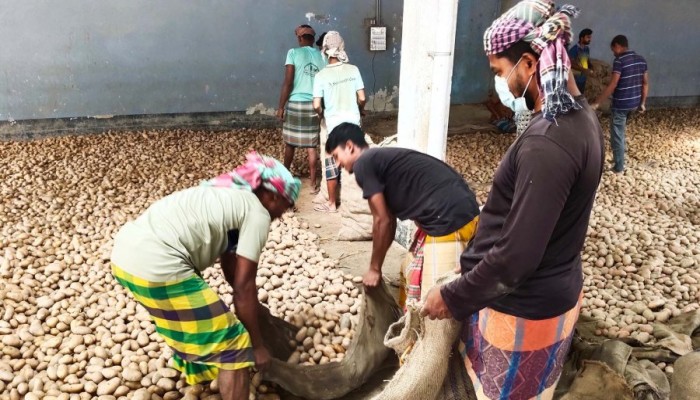আলুর রাজ্যে ভরাডুবি: কেজিতে লস ১৫ টাকা