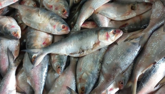 পচা ইলিশে সয়লাব বাজার