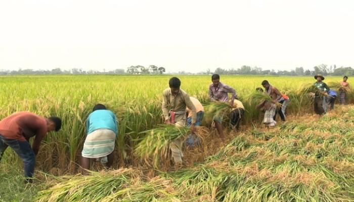 ​‘ধান আবাদ করেও ভাত জোটে না পেটে’, কৃষকের আক্ষেপ