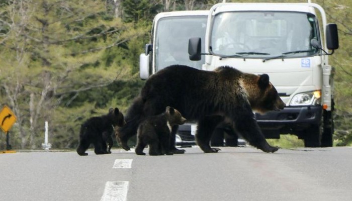 ভালুকের আক্রমণে দিশেহারা জাপানিরা
