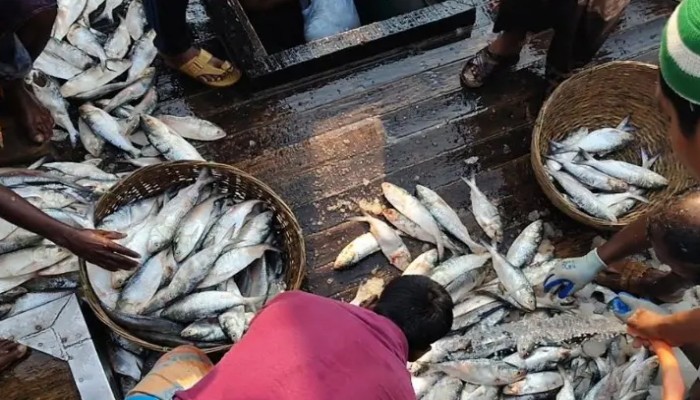 ​এক টানে ১৫০ মণ ইলিশ, ৪০ লাখ টাকায় বিক্রি