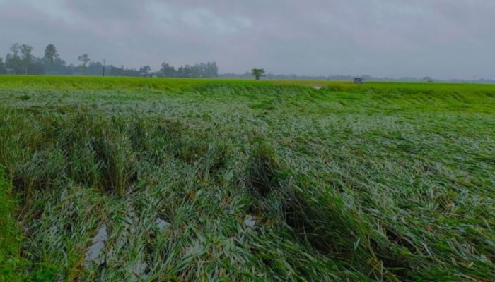 ​ঝোড়ো হাওয়ায় হেলে পড়ছে ধান ক্ষেত