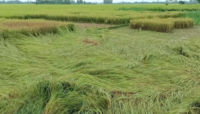 ​​কৃষকের মুখে হতাশার ছাপ