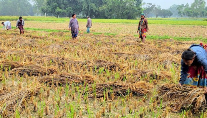 ডুবে থাকা ধানে গজিয়ে চারা!