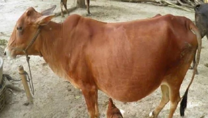 ​গর্ভবতী গরু জবাই, ১০ হাজার টাকা জরিমানা