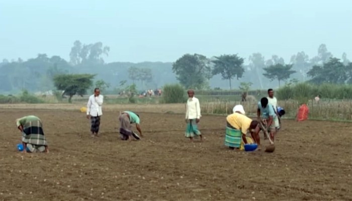 হিলিতে আগাম আলু চাষে ব্যস্ত কৃষক