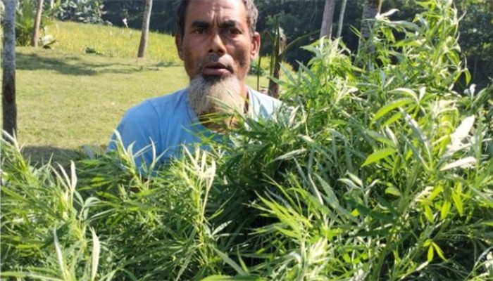 ​মরিচ ক্ষেতে গাঁজা চাষ, কৃষক গ্রেপ্তার