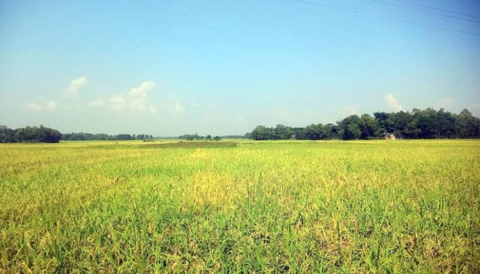 ​মৌলভীবাজারের মাঠে মাঠে সোনালী ধানের হাতছানি