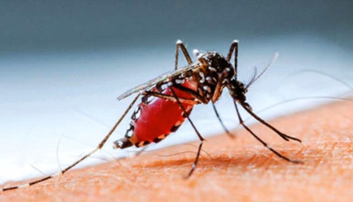 ​ডেঙ্গুতে আরও ৩ মৃত্যু