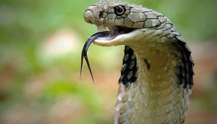 ​কুষ্টিয়ায় দশ মাসে সাপের কামড়ে ৮ জনের মৃত্যু