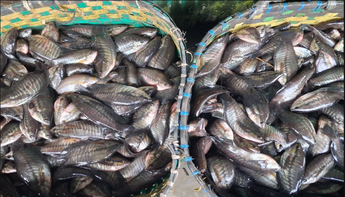 ​অ্যাকুয়ারিয়ামের মাছে ভরা  জলাশয়: হুমকির মুখে দেশীয় প্রজাতির মাছ