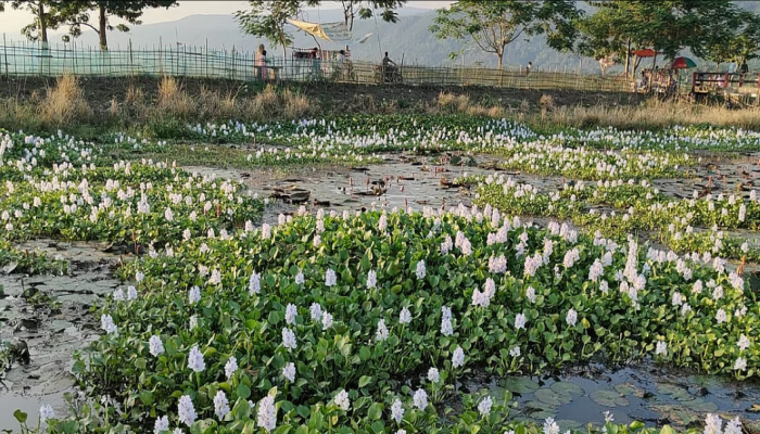 ​কচুরিপানায় ঢাকা পড়ছে লাল শাপলা বিলের সৌন্দর্য