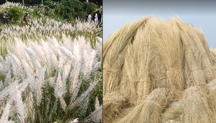 পদ্মার চরে কাশফুলে সাড়ে ৩০০ কোটি টাকার বাণিজ্য