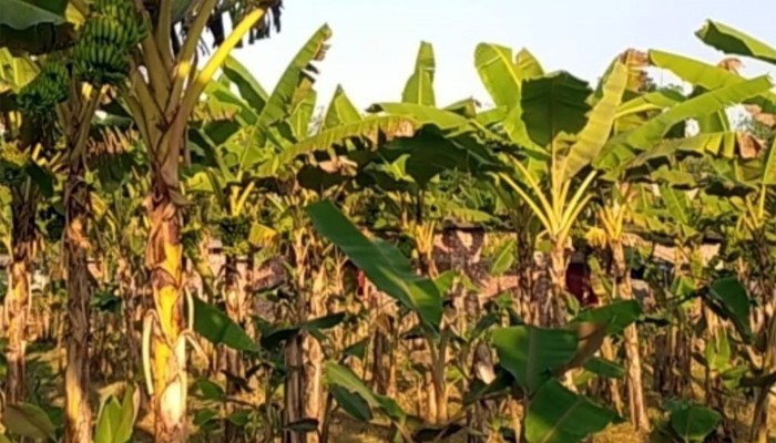 ​কলাবাগানেই স্বাবলম্বী যুবক