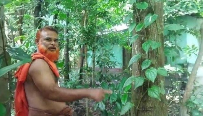 মেহগনি বাগানের সাথী ফসলে কোটিপতি