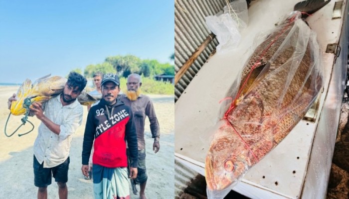 সাগরে বিশেষ মাছের সন্ধান: দাম উঠলো ৭ লাখ টাকা