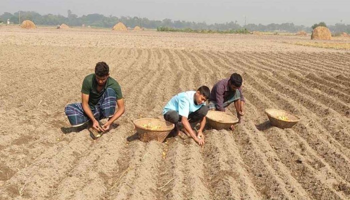 ​আগাম আলুচাষে ঘুরে দাঁড়ানোর আশা কৃষকদের