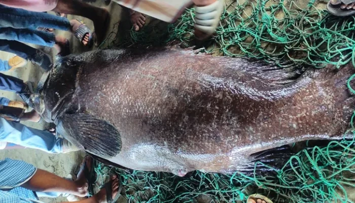 ​১৬৬ কেজির ভোল মাছ পেয়ে হতবাক জেলে