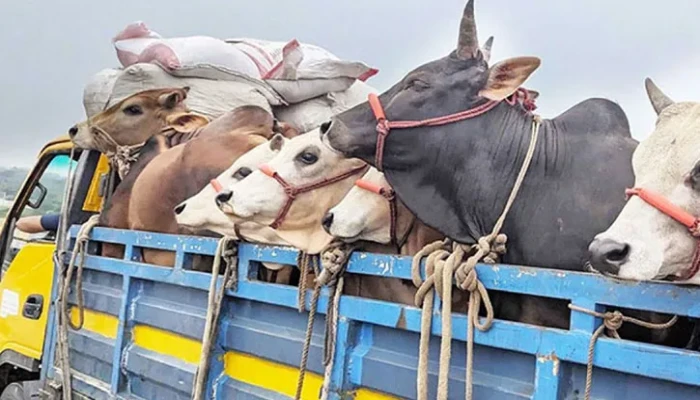 অস্ত্রের মুখে জিম্মি করে ট্রাকসহ ৩০টি গরু লুট