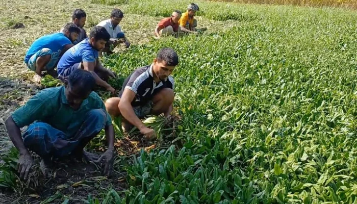 বিলাতি ধনিয়ায় কৃষকের বাজিমাত