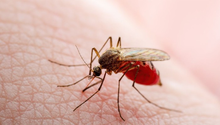 ​ডেঙ্গুতে আরও পাঁচজনের মৃত্যু, হাসপাতালে ৪৯০