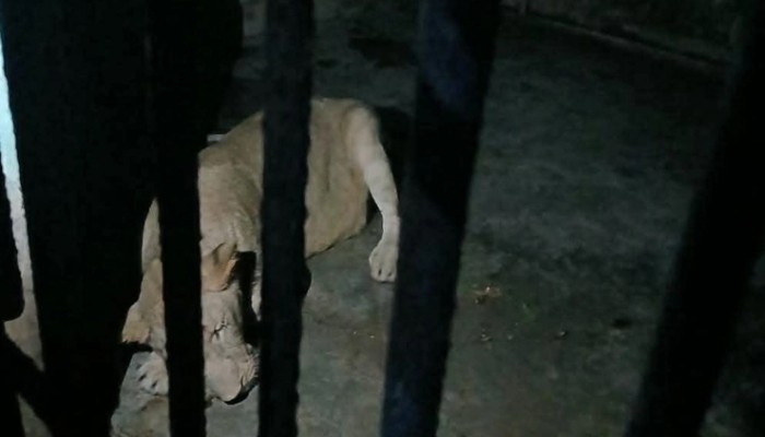 ​খাঁচায় ফিরল সিংহী ডেইজি