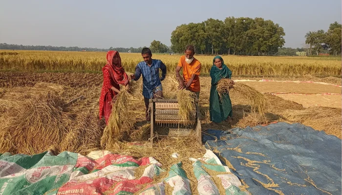 আমনের ভালো ফলনে কৃষকের মুখে হাসি